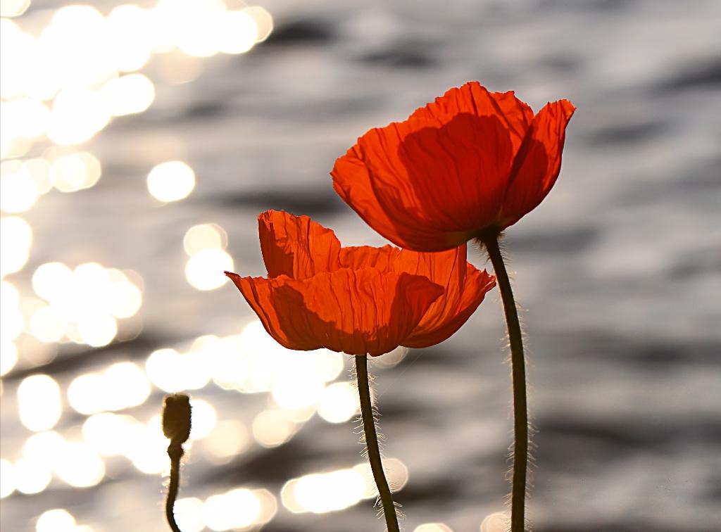 Poppies